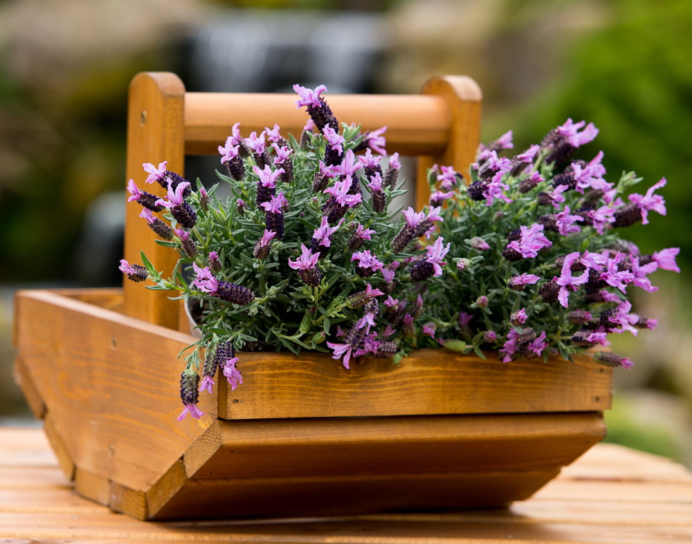 Yorkshire Trug - Planter