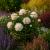 Peony Plant Garden Dahlia Flower Support Rings Metal Heavy Duty Large Natural Rust - view 2