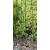 100cm high Mossdale Garden Obelisk - view 3