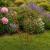 Peony Rust Plant Garden Circle Support Conical Rings Metal Heavy Duty Medium - view 1