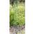 120cm high Mossdale Garden Obelisk - view 2