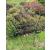 Ruddings Wood Twin Pack Metal Peony Plant Rose Supports - Medium - view 3