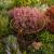 Peonies Support Tall Cone Cages Metal Natural Rust Large Pack Of 2 - view 3