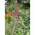 Helmsdale Garden Obelisk Rust Effect Small - view 3