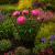 Ruddings Wood Twin Pack Metal Peony Plant Rose Supports - Large - view 2