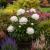 Peony Plant Garden Dahlia Flower Support Rings Metal Heavy Duty Large Natural Rust - view 1