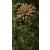 Rustic Gloriosa Plant Stake - view 1