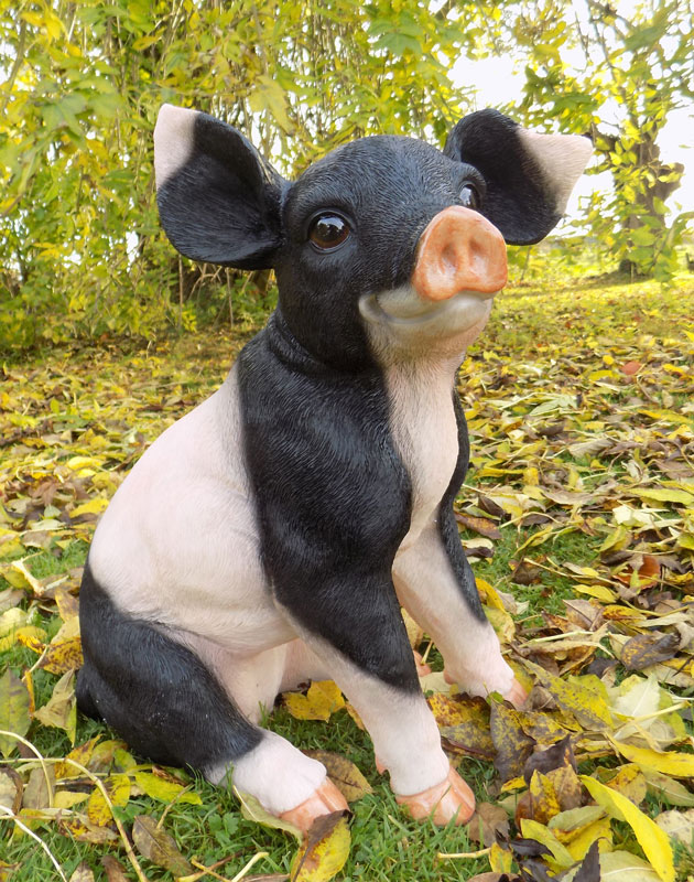 Floppy Eared Black And Pink Sitting Large Pig